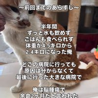 体重計に乗る猫