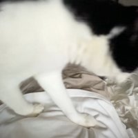 布団で寝る飼い主の体の上を歩く白黒猫