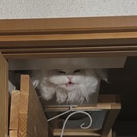 ドアの陰から飼い主を見つめる白い猫