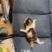 座椅子の背もたれからずり落ちる子猫