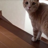 飼い主を見上げる茶トラ猫