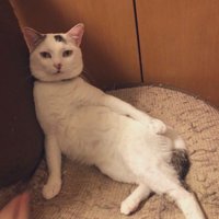 椅子にもたれかかってくつろぐ猫