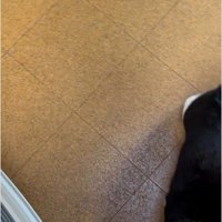 人の足元に立っている猫