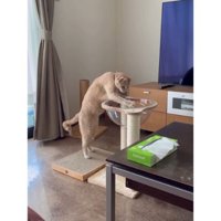 透明ボウルと猫