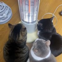 3匹の猫の後ろ姿