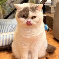 座って舌をぺろりと出す猫