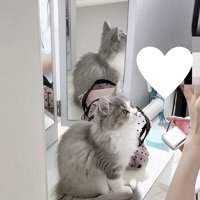 飼い主さんを見つめる猫の写真2