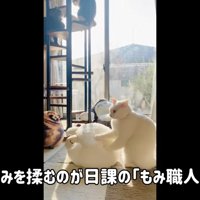 ぬいぐるみを揉む白猫