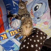仰向けで寝る猫