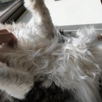お腹をなでられる猫