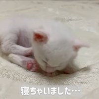 眠っている子猫