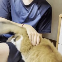 膝から逃げようとする長毛猫ちゃんとしっぽの付け根を押さえて阻止する息子さん