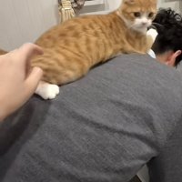 飼い主さんの背中に乗る猫の写真1-3