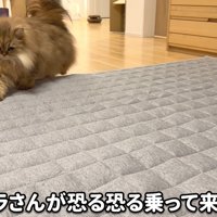 恐る恐るの猫