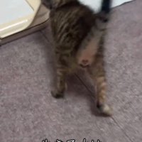 歩く子猫のおしり