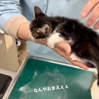 手の中に抱かれる子猫
