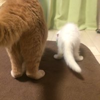 ごはんを食べる2匹の猫の後ろ姿