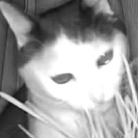 ペットカメラに映る猫