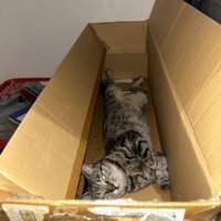 箱の中で横になる猫