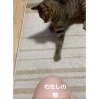 猫パンチしている猫