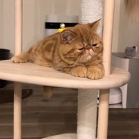 キャットタワーでくつろぐ猫