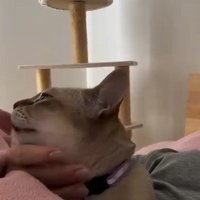 飼い主にアゴを撫でられて、目を細める猫