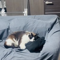 ソファで旦那さんの服に顔を乗せてくつろぐ保護猫
