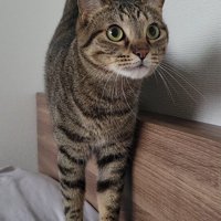 キジトラのおこめくん