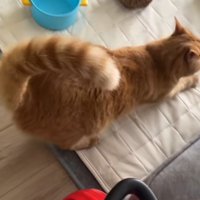 爪を研ぐ猫
