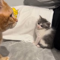 遠くを見る茶トラ猫を見つめる子猫