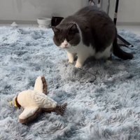 声をあげる飼い主の方を向く猫