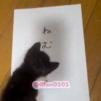 「ねむ」と書かれた紙の上に乗る子猫