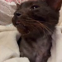 目を細くする猫