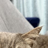 猫の頭
