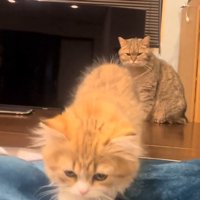 歩いて来る猫