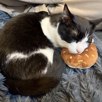 おもちゃを枕にする猫