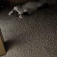 こたつで寝る猫