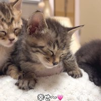 3匹の子猫が並んで眠っている