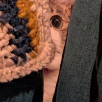凝視する猫