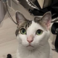飼い主を上目遣いで見つめる猫