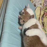 子猫を抱きしめている猫