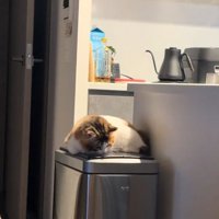 座り込む猫