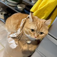 米袋に乗った猫の顔