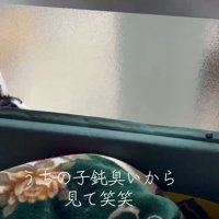 隙間から出ようとする猫さん