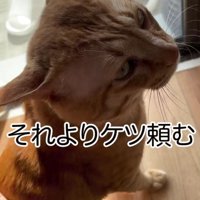 お尻を撫でで欲しがる茶トラ猫