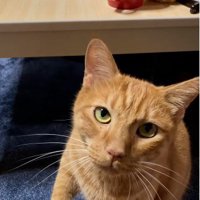 座って鳴いている猫