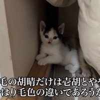 三毛の子猫
