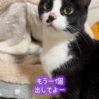 飼い主に向かって鳴く猫