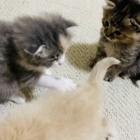 クリーム子猫に猫パンチするグレー子猫とそれを見る焦げ茶子猫