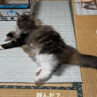 見つめる猫